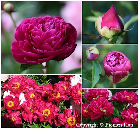 Paeonia lactiflora 'Louis van Houtte', kiinanpioni